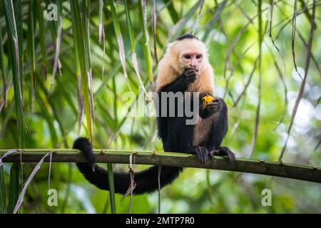 Un singe capucin perching sur un arbre Banque D'Images