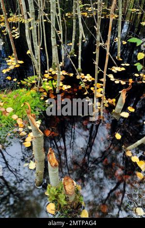 Forêt inondée par le barrage de castors européens (fibre de Castor) montrant des jeunes pousses de rowan, par Loch Coille Bharr, Knapdale, Argyll, Écosse, septembre 2009 Banque D'Images