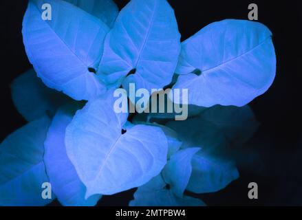 gros plan vue du dessus macro aglonema feuilles abstrait bleu foncé fond noir.idée pour le papier peint botanique, toile de fond de la couverture végétale. Banque D'Images