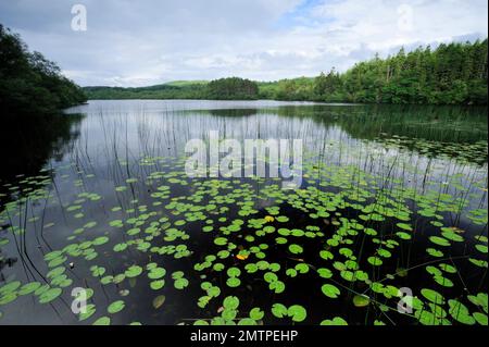 Loch Linne, Knapdale, habitat d'eau douce dans lequel les castors européens (fibres de Castor) ont été réintroduits en 2009, Argyll, Écosse, juillet 2009 Banque D'Images