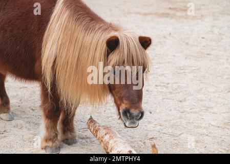 Portrait d'un magnifique poney shetland avec une longue carie jaune Banque D'Images