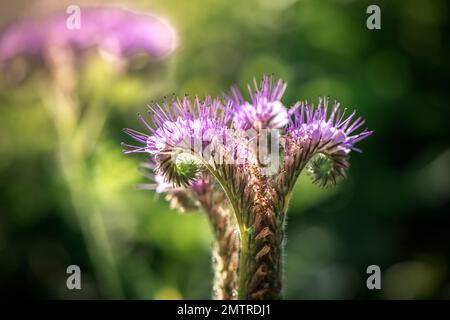 fleur de phacelia violet, gros plan, macro Banque D'Images