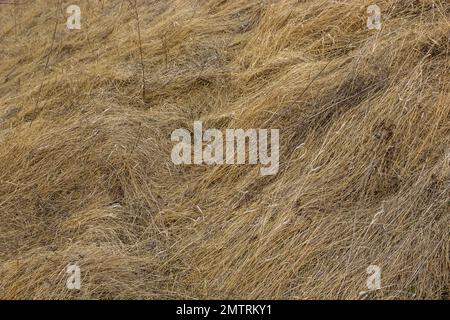 L'herbe sèche, écrasée par le vent et la pluie, se trouve dans un champ. Herbe morte jaune, fond naturel. Banque D'Images