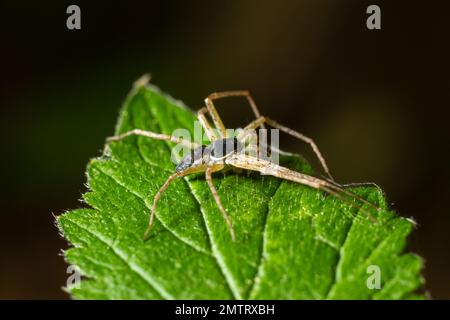 Araignée de crabe de course mâle adulte de la famille des Philodromidae. Banque D'Images