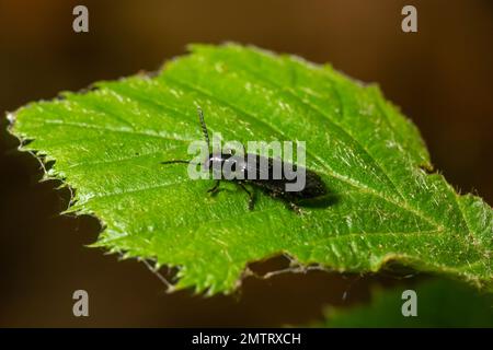 Gros plan sur une feuille, le coléoptère malachite, Malachius bipustulatus, les coléoptères de la famille des fleurs à ailes douces, Melyridae. Jardin hollandais. Printemps, mai. Banque D'Images