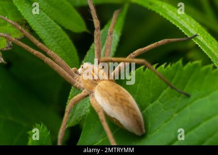 Araignée de crabe de course mâle adulte de la famille des Philodromidae. Banque D'Images