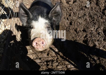 Un jeune cochon noir et blanc regardant à côté d'une clôture. Banque D'Images