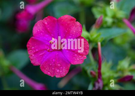 Mirabilis jalapa, quatre heures, fleur, rouge, rose, magenta, en fleur, avec rosée sur les pétales. Banque D'Images