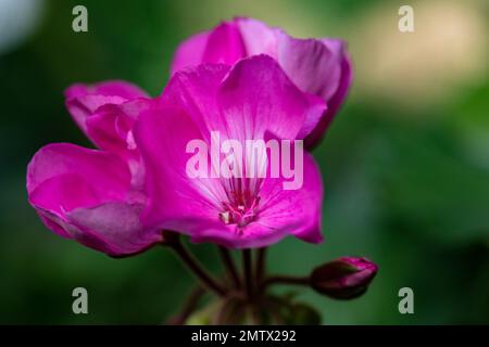 Pelargonium, Geranium, magenta, jardin en été Banque D'Images