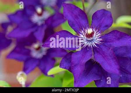 Clematis, Clematis Jackmanii, grand, hybride à fleurs, gros plan, macro Banque D'Images