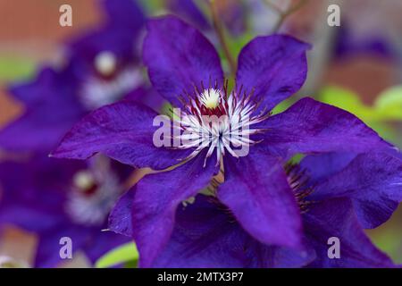 Clematis, Clematis Jackmanii, grand, hybride à fleurs, gros plan, macro Banque D'Images