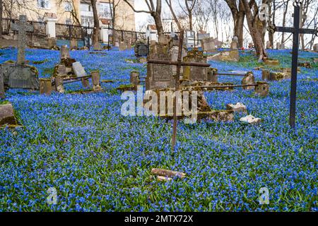 Tapis de bourdonnements de bois bleu en fleur Scilla siberica au cimetière Bernardine à Vilnius au printemps Banque D'Images