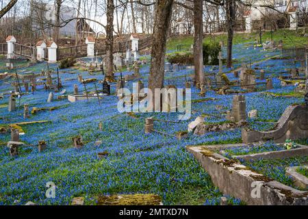 Tombes au cimetière Bernardine de Vilnius, parmi les luxuriants calmars de bois de source bleu Scilla siberica Banque D'Images