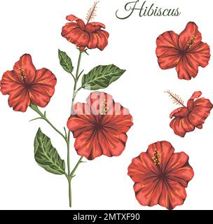 Illustration vectorielle de fleurs tropicales isolées sur fond blanc. Hibiscus lumineux et réaliste. Éléments à motif tropical fleuri. Illustration de Vecteur