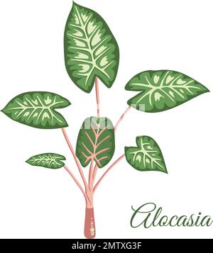 Clip art. Vecteur tropical alocasie Illustration du feuillage de la jungle. Plante exotique maison tirée à la main isolée sur fond blanc. Illustrati réaliste et lumineux Illustration de Vecteur