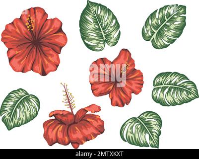 Illustration vectorielle de l'hibiscus tropical avec des feuilles de monstère isolées sur fond blanc. Fleur vive et réaliste. Éléments à motif tropical fleuri. Illustration de Vecteur