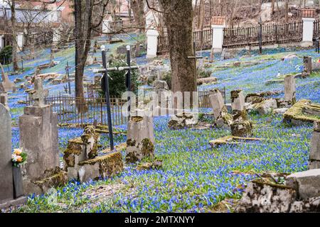 Le cimetière Bernardine de Vilnius est parsemé d'un tapis de bourdonnements de bois bleu en fleur Scilla Siberica au printemps Banque D'Images