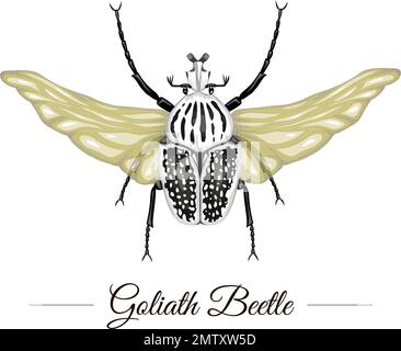 Vecteur Dléoptère tropical de couleur goliath dessiné à la main avec ailes isolées sur fond blanc. Logotype à thème tropical pour un design naturel. Insecte exotique il Illustration de Vecteur