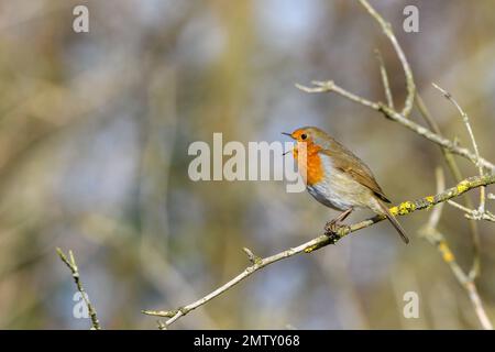 Robin eurasien, erithacus Rubecula, perché sur une branche d'arbre, chantant. Hiver, vue latérale, vue à gauche Banque D'Images