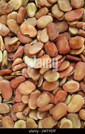 Tas de Fava haricots secs ou de fèves, une des sources étonnantes de protéines à base végétale Banque D'Images