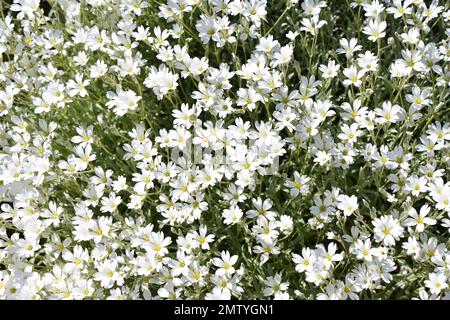 Groupe de la mouette chiche boréale à fleurs Cerastium biebersteinii Banque D'Images