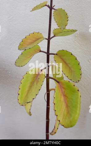 Le Bryophyllum pinnata coloré laisse sur un mur Banque D'Images