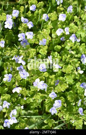 Creeping speedwell fleurs bleues Veronica filiformis Banque D'Images