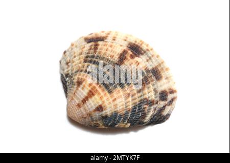 Leukome de la moule bivalve sp. isolé sur fond blanc Banque D'Images