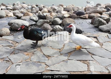 Canard de Muscovy Cairina moschata mâle et femelle marchant Banque D'Images