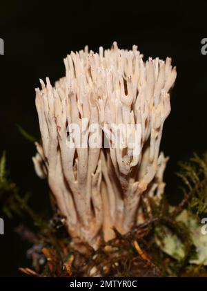 Le champignon de corail Ramaria suecica dans une forêt Banque D'Images