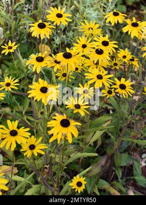 Black-eyed Susan Rudbeckia hirta fleurs Tournesol jaune Banque D'Images