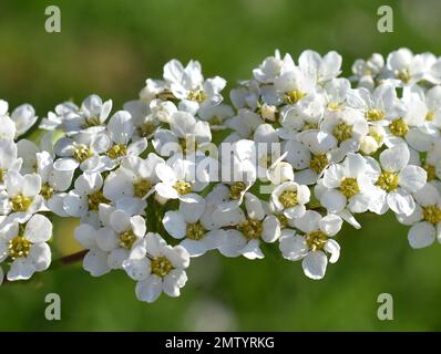 Gros plan sur les fleurs blanches d'un arbuste Spirée van houtt Banque D'Images