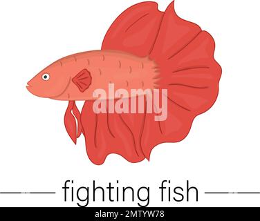 Illustration vectorielle de poissons d'aquarium. Illustration de poissons de combat pour les animaleries ou les enfants Illustration de Vecteur