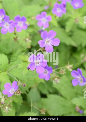 Géranium des bois Geranium sylvaticum floraison de fleurs violettes Banque D'Images