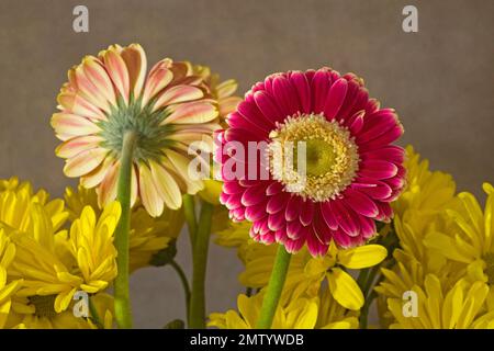 Un bouquet de pâquerettes gerbera colorées dans un vase. Banque D'Images