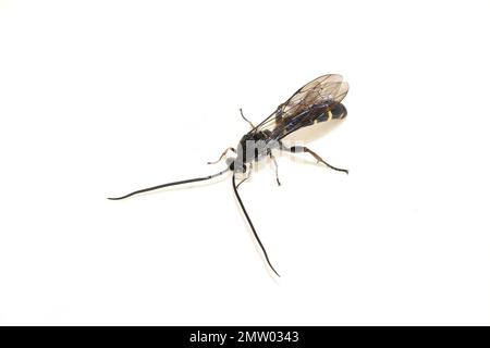 Guêpe parasite noire et jaune de la sous-famille Tryphoninae isolée sur fond blanc Banque D'Images