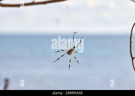 Araignée palmier femelle ou araignée dorée à pattes rouges, Trichonila inaurata, île de Praslin, Seychelles Banque D'Images