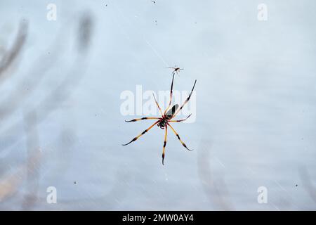 Araignée palmier femelle ou araignée dorée à pattes rouges, Trichonila inaurata, île de Praslin, Seychelles Banque D'Images