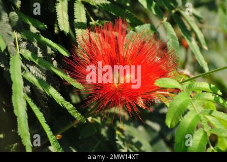 Le rouge ardent de la merveilleuse Calliandra Banque D'Images