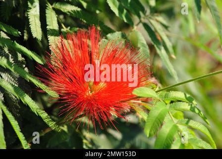 Le rouge ardent de la merveilleuse Calliandra Banque D'Images