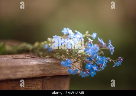 bouquet de fleurs bleues forget-me-nots dans la nature Banque D'Images