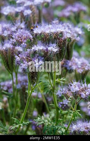 Phacelia tanacetifolia, fiddleneck, cultivée comme fumier vert, attire les abeilles, fleurs bleues ou bleu-lavande dans des cymes terminaux incurvés Banque D'Images