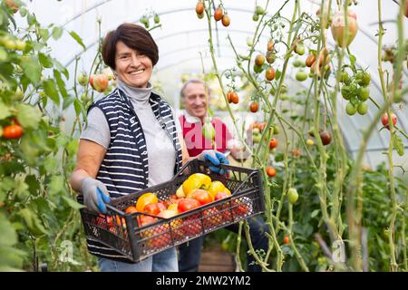 La femme tient une boîte de légumes, le mari récolte des tomates mûres et les met dans une boîte Banque D'Images