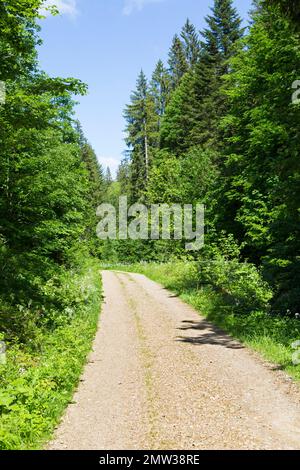 Chemin vide dans une forêt paisible Banque D'Images