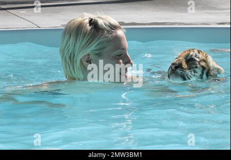 EXCLUSIF !! Jessica de Canaan, NY et Kyle de New Lebanon NY, nagez avec l'adorable tigré Tony tiger cub de 10 semaines de Wild Thing. Tony, un tigre de Sibérie en voie de disparition, sera nourri en bouteille pour l'année prochaine mais est également sur le point de passer ses études à la viande hachée. Il finira par se rendre à l'os de porc, de boeuf et de poulet et à tous. Tony est peut-être encore petit, mais son père Roy pèse à 10000 livres. Son joli entraîneur Kelsey, qui a commencé comme bénévole, aime son travail chez Wild Things et a dit qu'elle ne peut jamais imaginer partir. Wild Things a été ouvert pendant environ 15 ans et est un vaste 22 acres installations Banque D'Images