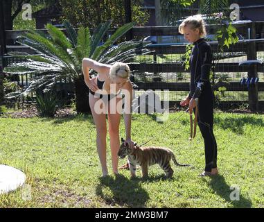 EXCLUSIF !! Jessica de Canaan, NY et Kyle de New Lebanon NY, nagez avec l'adorable tigré Tony tiger cub de 10 semaines de Wild Thing. Tony, un tigre de Sibérie en voie de disparition, sera nourri en bouteille pour l'année prochaine mais est également sur le point de passer ses études à la viande hachée. Il finira par se rendre à l'os de porc, de boeuf et de poulet et à tous. Tony est peut-être encore petit, mais son père Roy pèse à 10000 livres. Son joli entraîneur Kelsey, qui a commencé comme bénévole, aime son travail chez Wild Things et a dit qu'elle ne peut jamais imaginer partir. Wild Things a été ouvert pendant environ 15 ans et est un vaste 22 acres installations Banque D'Images