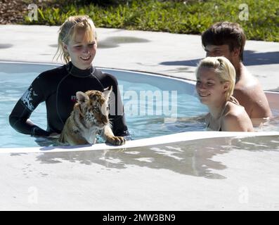 EXCLUSIF !! Jessica de Canaan, NY et Kyle de New Lebanon NY, nagez avec l'adorable tigré Tony tiger cub de 10 semaines de Wild Thing. Tony, un tigre de Sibérie en voie de disparition, sera nourri en bouteille pour l'année prochaine mais est également sur le point de passer ses études à la viande hachée. Il finira par se rendre à l'os de porc, de boeuf et de poulet et à tous. Tony est peut-être encore petit, mais son père Roy pèse à 10000 livres. Son joli entraîneur Kelsey, qui a commencé comme bénévole, aime son travail chez Wild Things et a dit qu'elle ne peut jamais imaginer partir. Wild Things a été ouvert pendant environ 15 ans et est un vaste 22 acres installations Banque D'Images