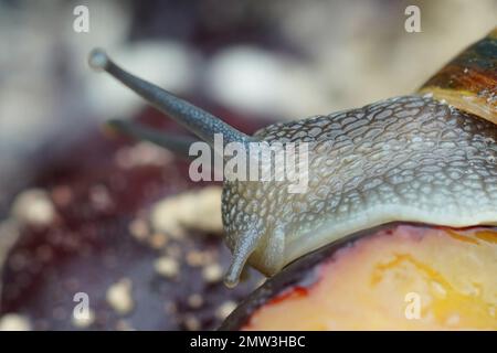 Soin du visage sur l'escargot du jardin, Cornu asperum , manger à partir de pruneaux pourris Banque D'Images