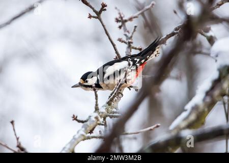 Grand pic à pois (Dendrocopos Major), oiseau femelle en hiver Banque D'Images