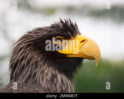 Portrait de l'aigle de mer de Stellers - Haliaeetus pelagicus, l'un des plus grands aigles de mer et de poissons Banque D'Images